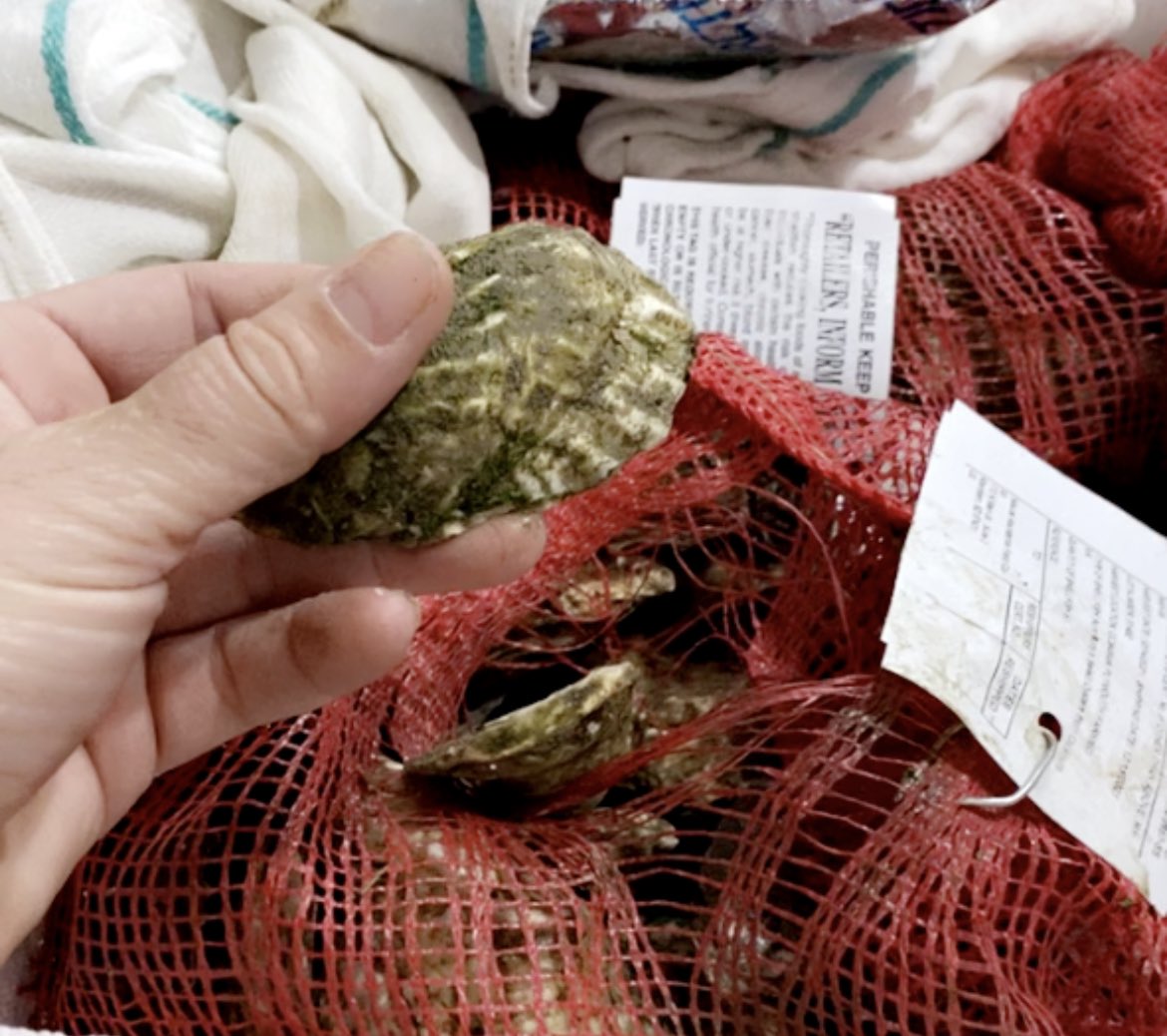 Now taking preorders for fresh oysters for the New Year. Call 605-229-4947.