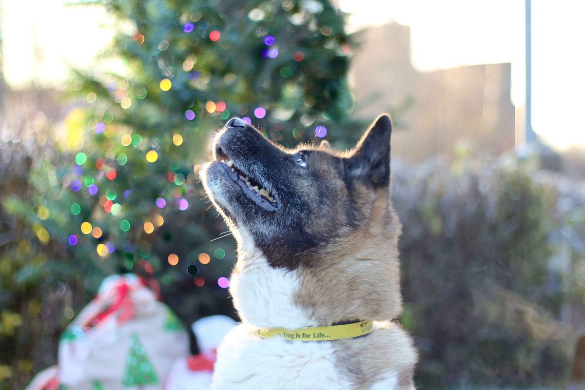 DT_Glasgow's tweet photo. Petal is officially on the lookout for Santa Paws - we know she’s been the best girl! 🎅🦌❤️
#twosleepstogo https://t.co/vwQDyNP6MJ