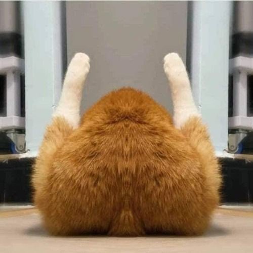 poorlycatdraw's tweet image. 🍗