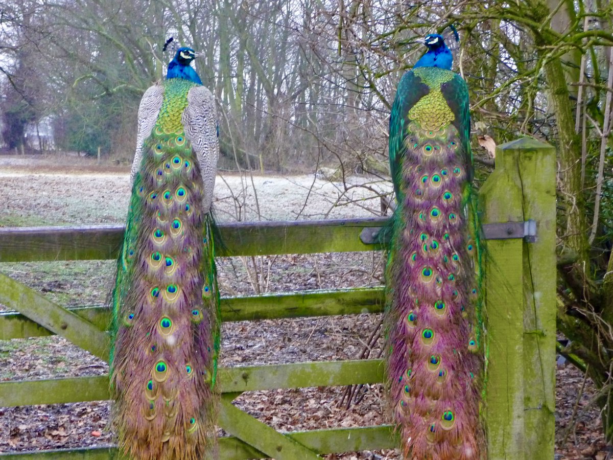 Stephen Carrigan tweet media