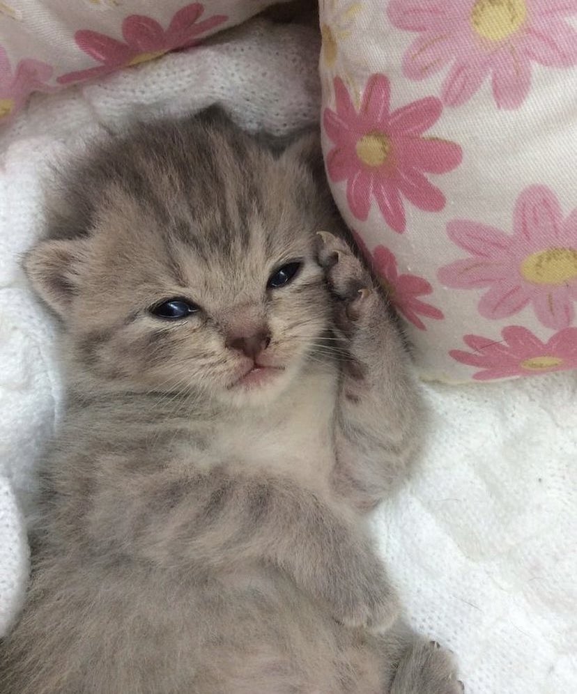 Новорождённых котята вискас