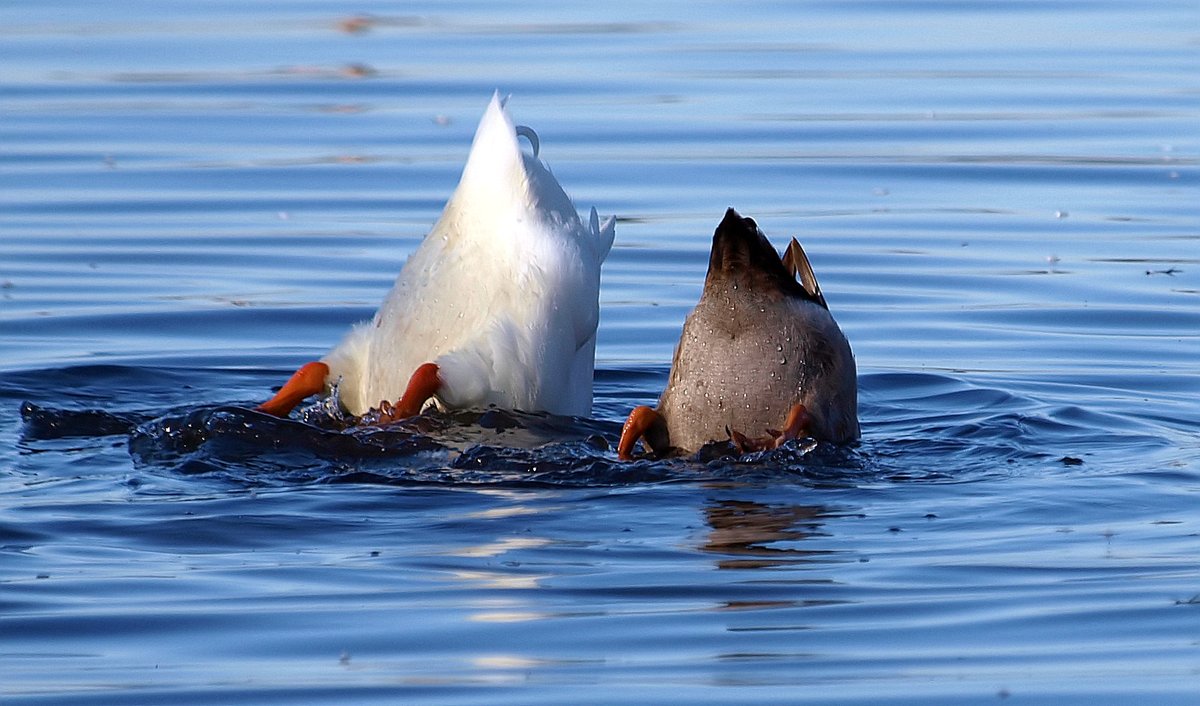 kala61857's tweet photo. Bottoms Up!
Because....who can resist duck butts?
Domestic Ducks (Anas platyrhynchos domesticus)
https://t.co/8iY9diD73d
#DuckButts #BottomsUp #ducks #FunnyAnimals #NaturePhotography #wildlifephotography #birdphotography #duck https://t.co/XVc4lNlQ09