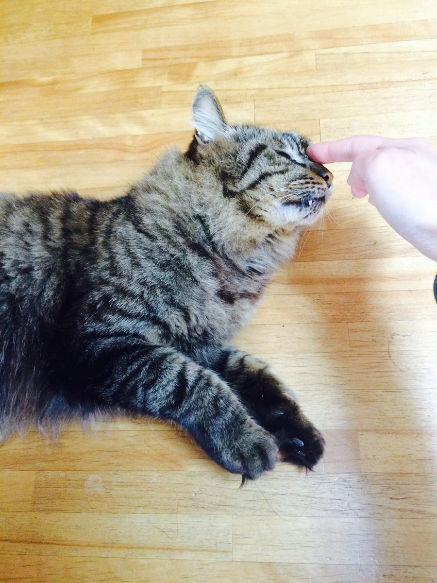 _chii0530's tweet photo. 【拡散希望】猫を探してます。自宅周辺から行方不明です。名前:ちぃ、キジトラ♂。半長毛。口を閉じてもキバが八重歯みたいに見えます。家族以外には人見知りしますが名前を呼べば反応します。似た猫を見た等何でも良いのでどうか情報提供をお願いします。 ＃千葉県 ＃八街市 ＃迷い猫 ＃迷子猫 ＃猫 https://t.co/9HnO92gy8T