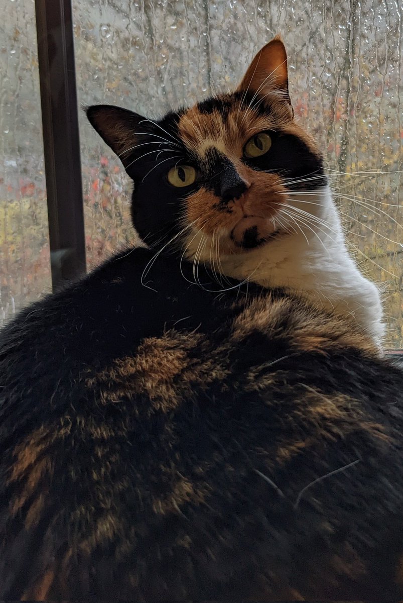 majoroblong's tweet photo. @chaoticcatpics https://t.co/sZe1jr4bf2