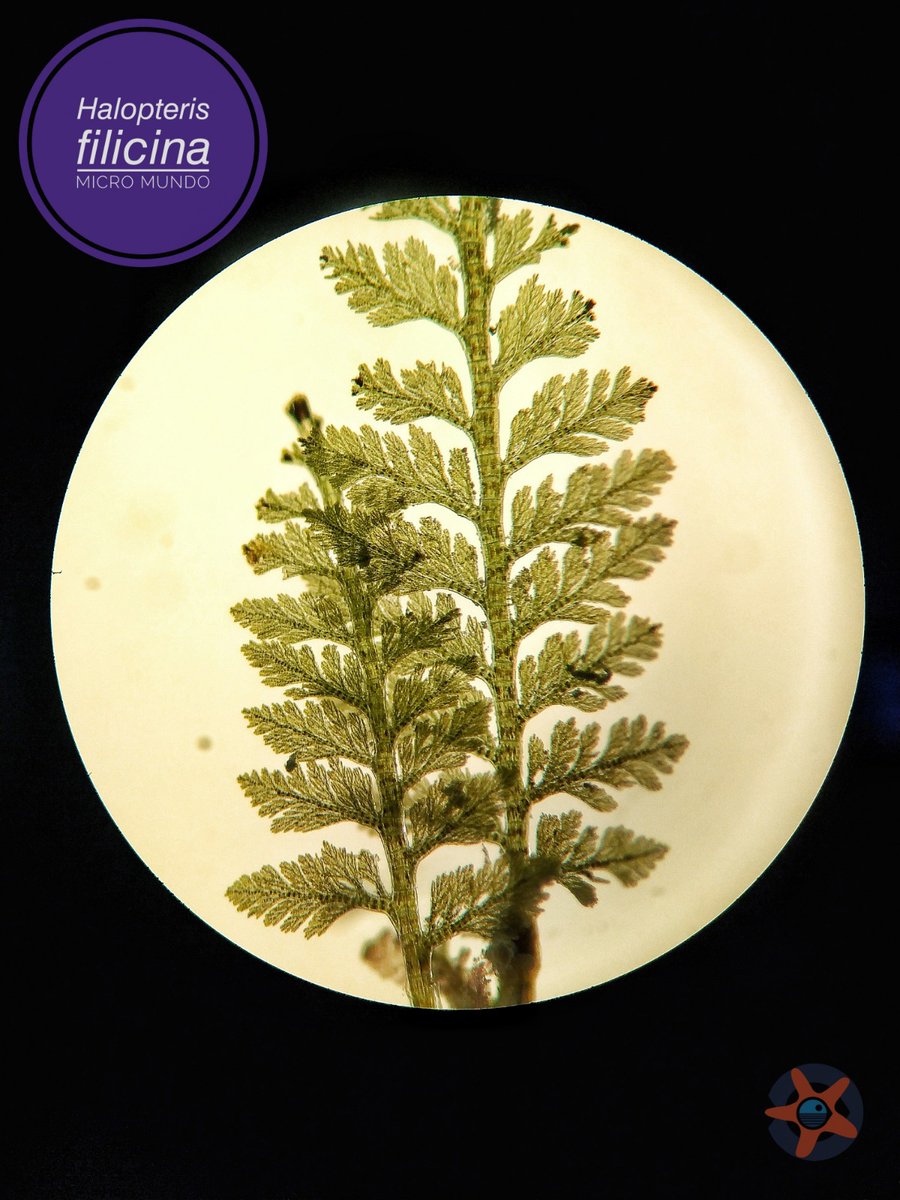 gemar_ieo's tweet photo. Último #ViernesDeMicroMundo #ESMARES con 𝘏𝘢𝘭𝘰𝘱𝘵𝘦𝘳𝘪𝘴 𝘧𝘪𝘭𝘪𝘤𝘪𝘯𝘢, un alga hemiesciáfila🌱, presente en la transición de ambientes iluminados a otros con < grado de irradiancia.
Especie estructurante, conformando hábitat que da cobijo a una diversa comunidad animal. https://t.co/JnwcISCx9d