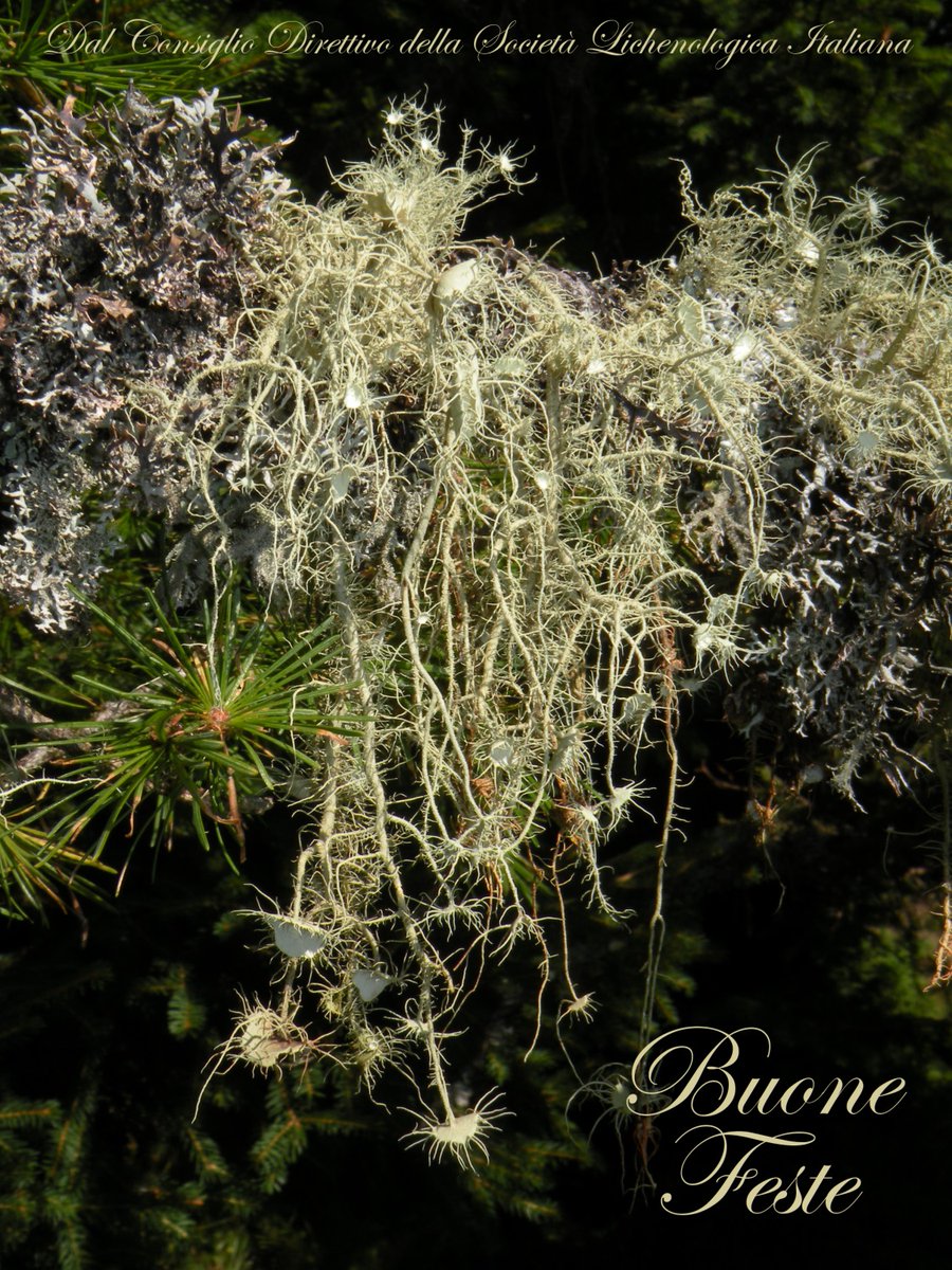 Cari soci,
nel rinnovare l’impegno per ampliare e rendere sempre più incisivo il contributo della SLI alle sfide che riguardano la biodiversità, la salute e l’educazione all’ambiente, facciamo a tutti i nostri migliori auguri per trascorrere serenamente questo periodo natalizio.