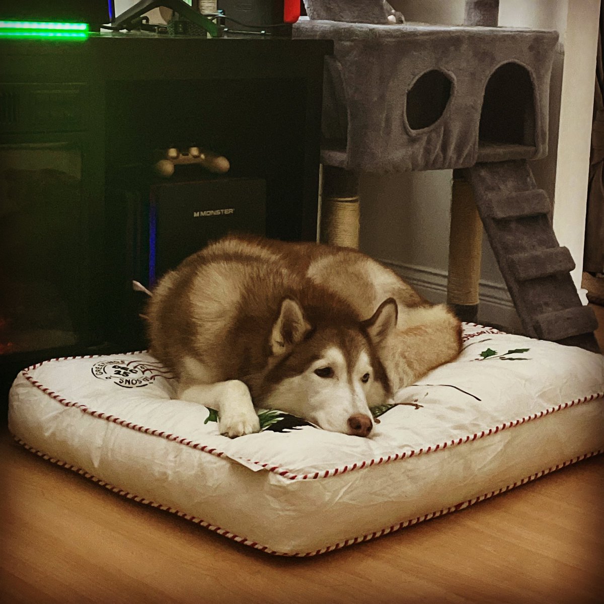 MechaPandaPub's tweet photo. We hope everyone is having as relaxing a holiday season as Jacob is!

It’s another #snowday in Vancouver so he’s content to nap all day 😴 https://t.co/yU8x2GI28I