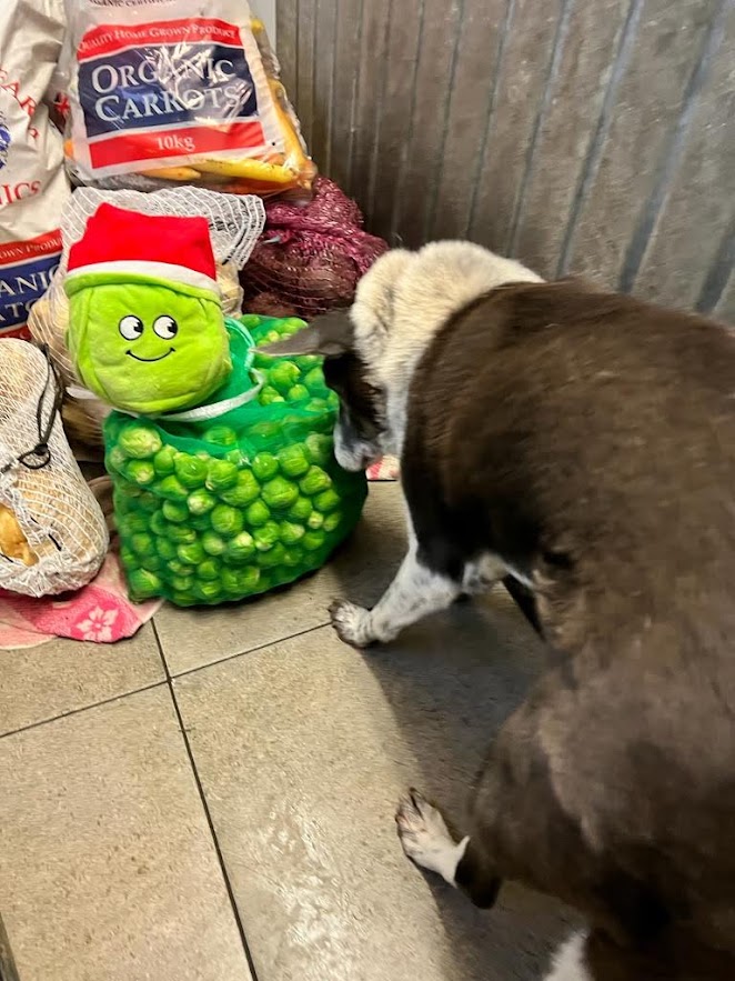 FOSTBCrescue's tweet photo. Sprout out and about and teaming up with his relations when Oscar tried stare him out. https://t.co/DAx9wgpKDi