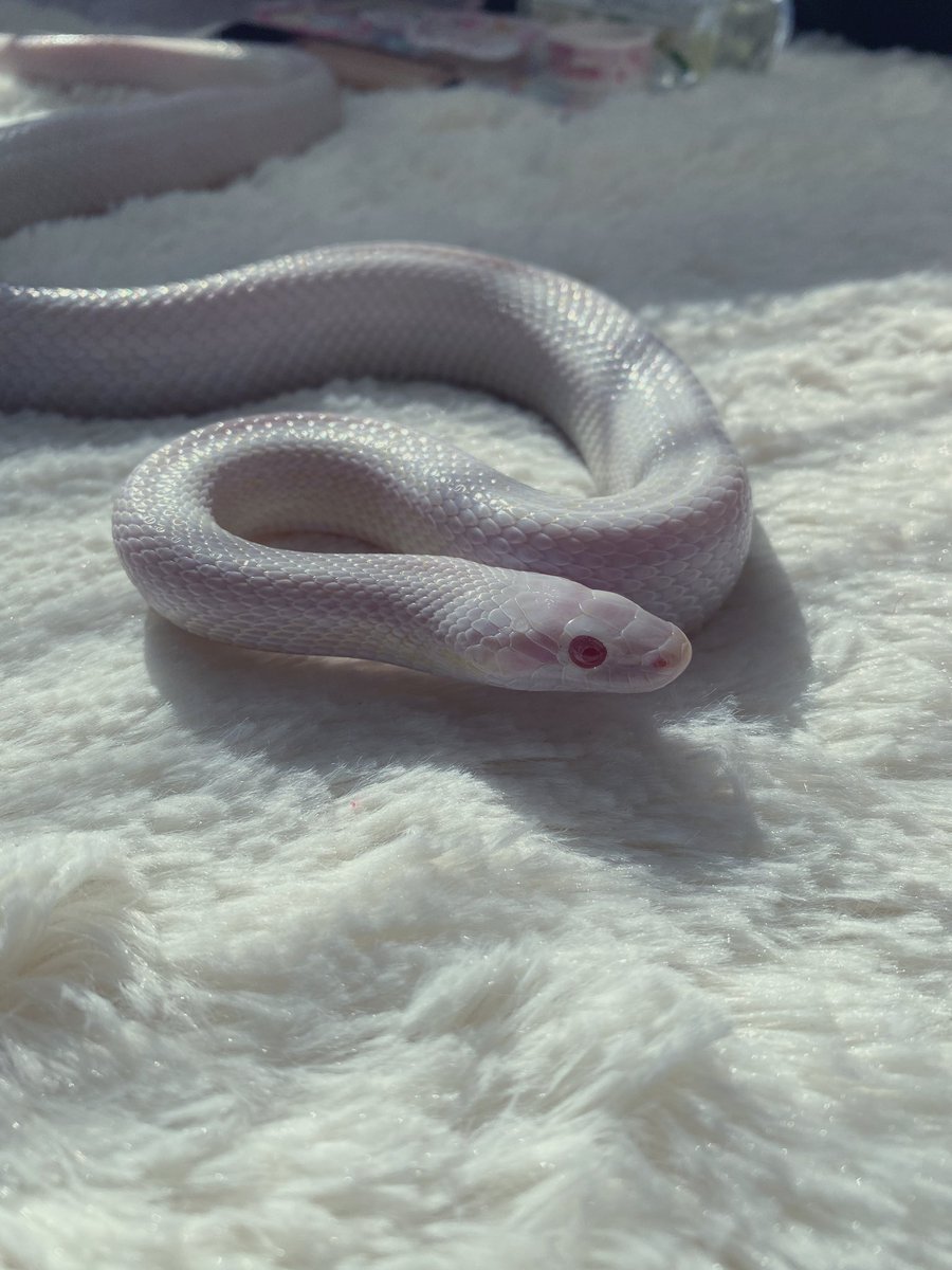 QuanC743's tweet photo. my pet🐍💕💕 https://t.co/7bYSp7VkxC