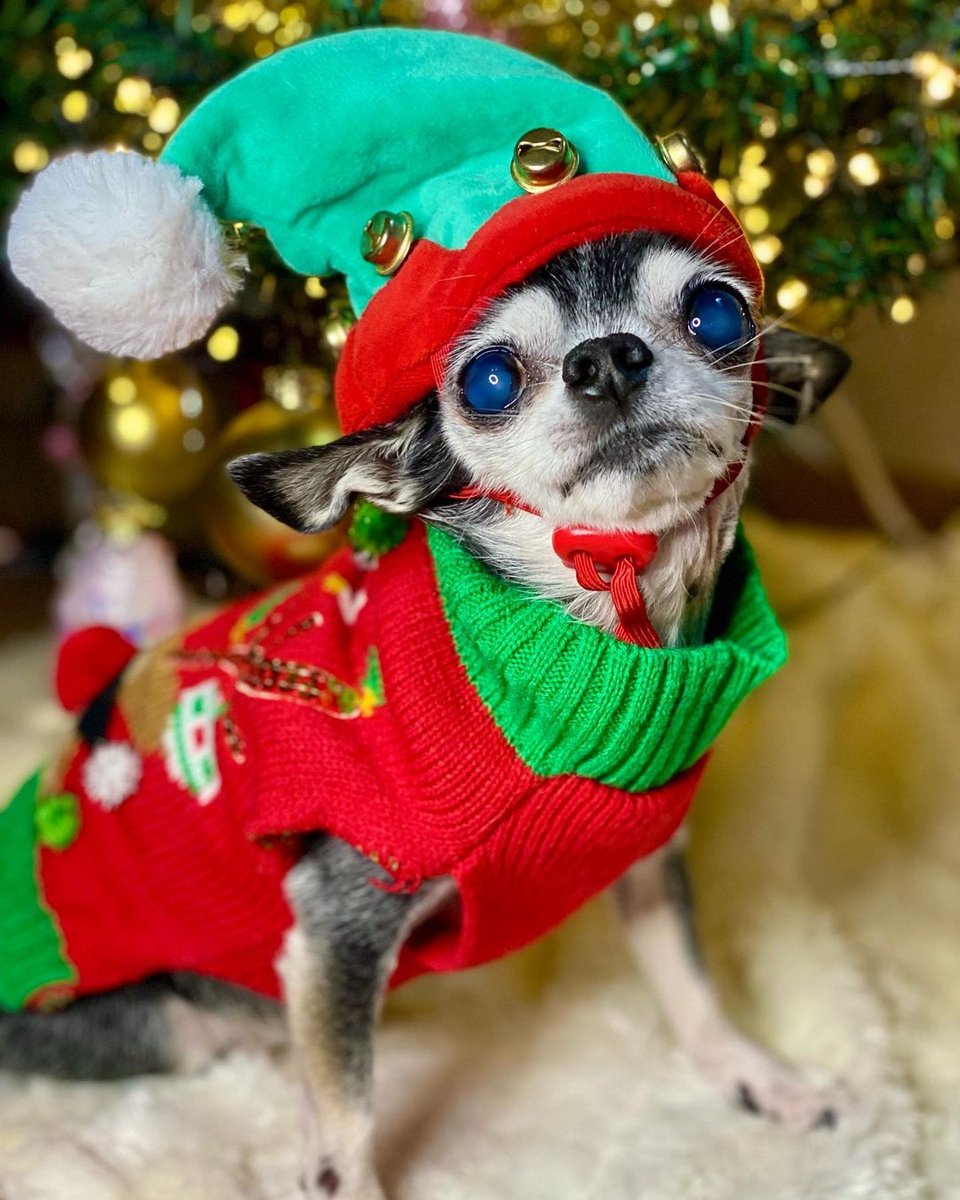 How do we get this cutie under our tree??! 🎄🎅🏻 #MerryChristmas 

📸 @the_chihuahua_peanut