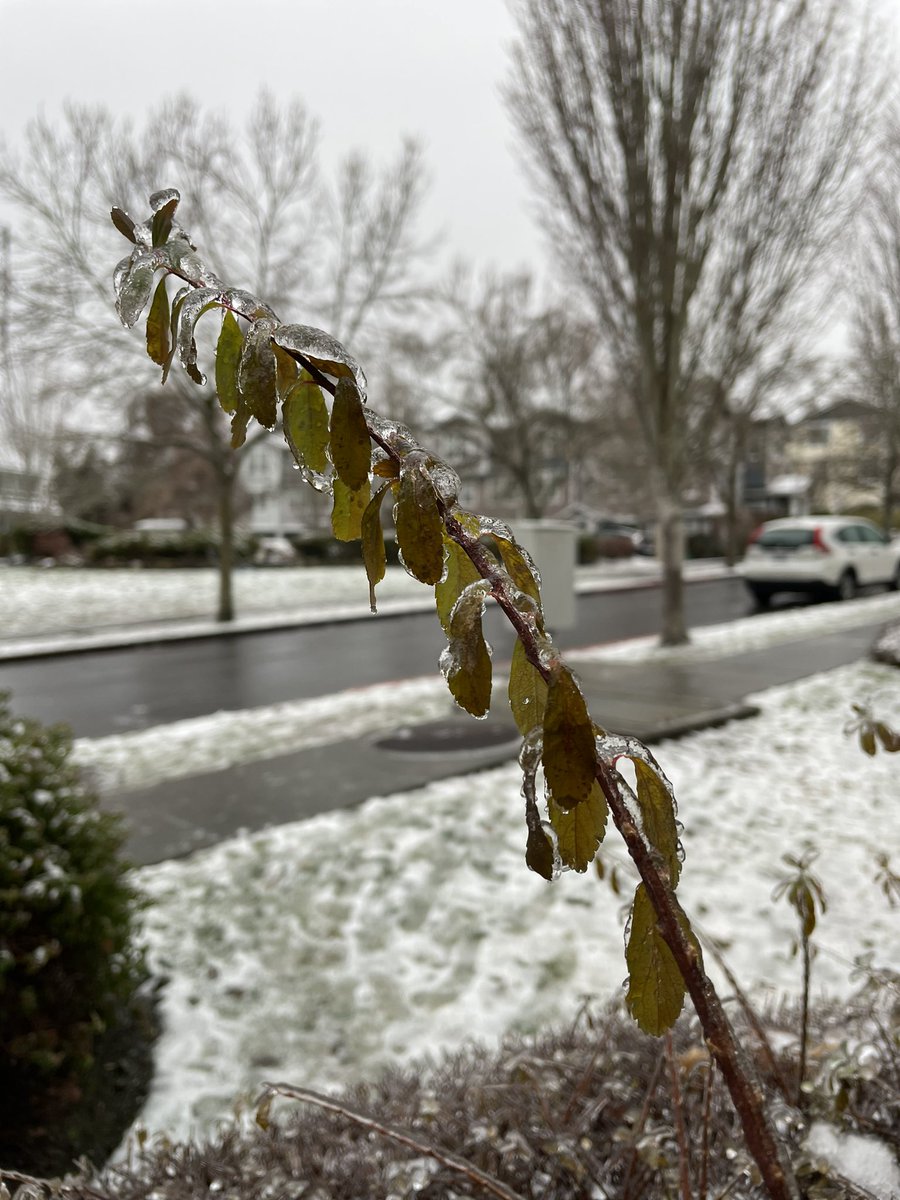 AmyTeachesESL's tweet photo. @NWSSeattle About a quarter of an inch here in South Seattle. https://t.co/JbWLoNLGDv