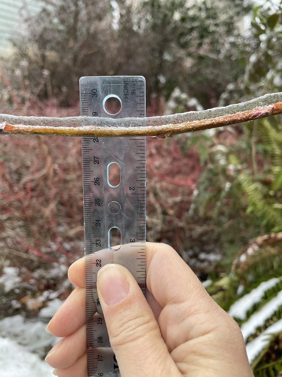 AmyTeachesESL's tweet photo. @NWSSeattle About a quarter of an inch here in South Seattle. https://t.co/JbWLoNLGDv