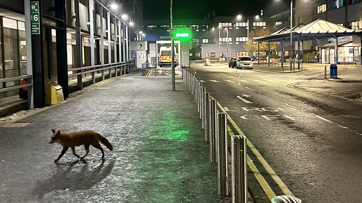 One of the locals paying <a href="/MauWgh/">WGH MAU</a> a little visit 🦊