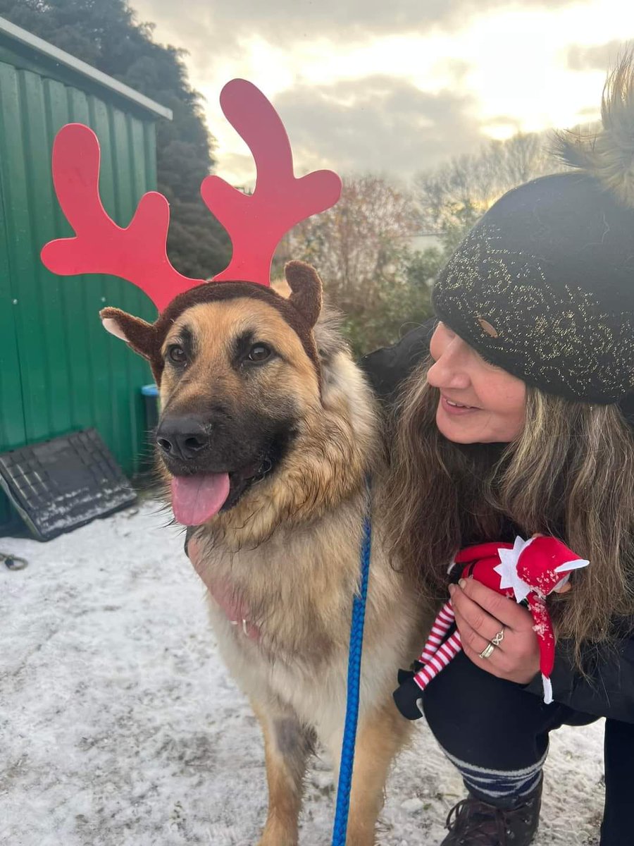 gsrescueelite's tweet photo. 🦴Buy a Dog a Bone 🦴
It's #ChristmasEve and the last day of our fundraiser, Thank you to all who have donated £5 for a Bone this #Christmas we appreciate you all as we know times are hard❤️
#dogs #Saturday #SaturdayMorning
https://t.co/CrejB54L9J https://t.co/zOCU1HPAVg