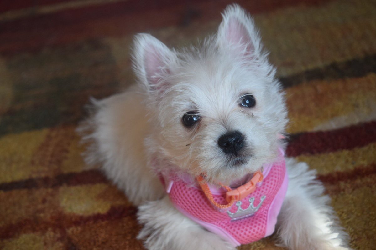 Happy 6th birthday to my best friend. I wouldn’t be here without you Maggie❤️