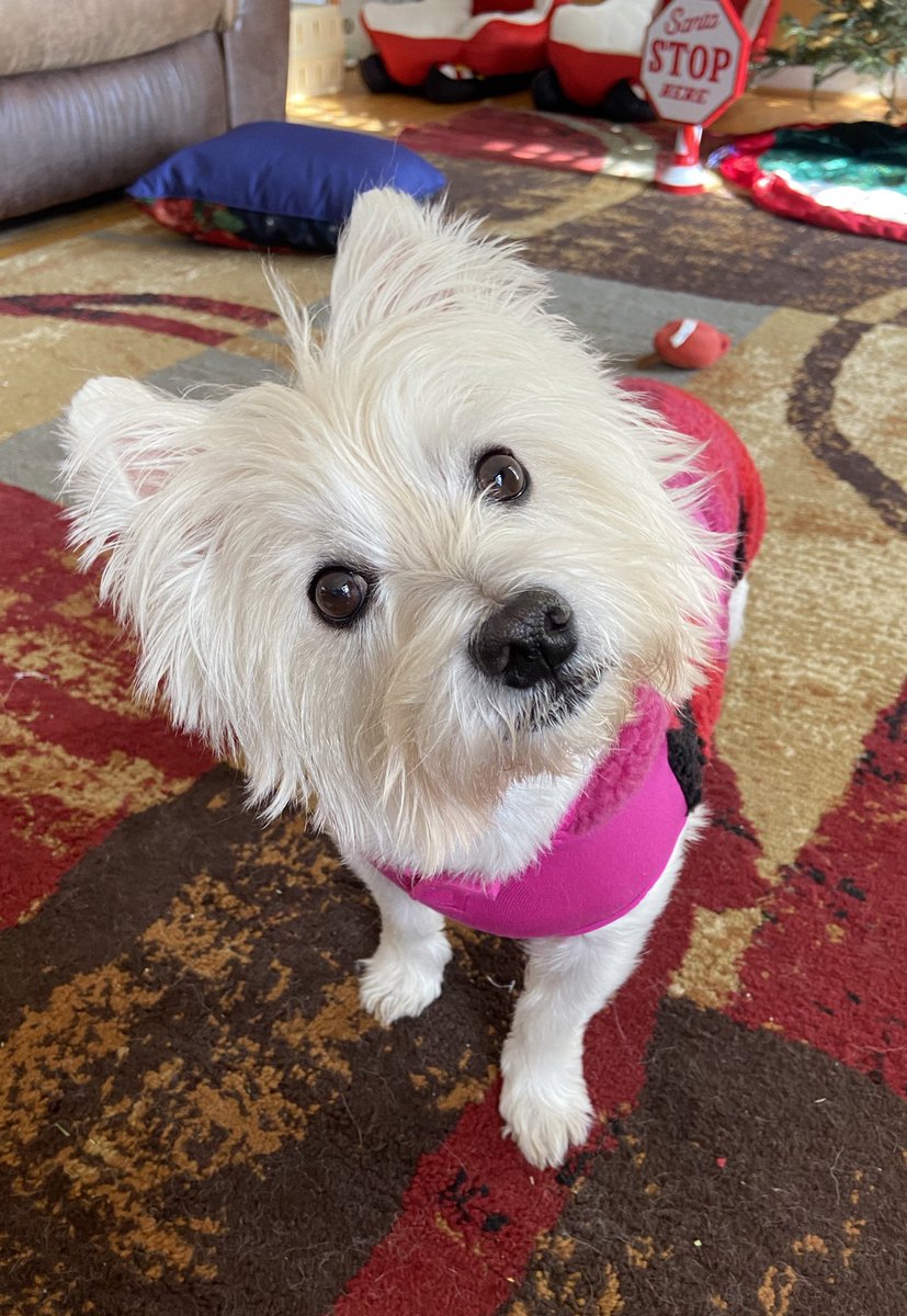 lolitsjuliav's tweet photo. Happy 6th birthday to my best friend. I wouldn’t be here without you Maggie❤️ https://t.co/GkrdcPc6Zi