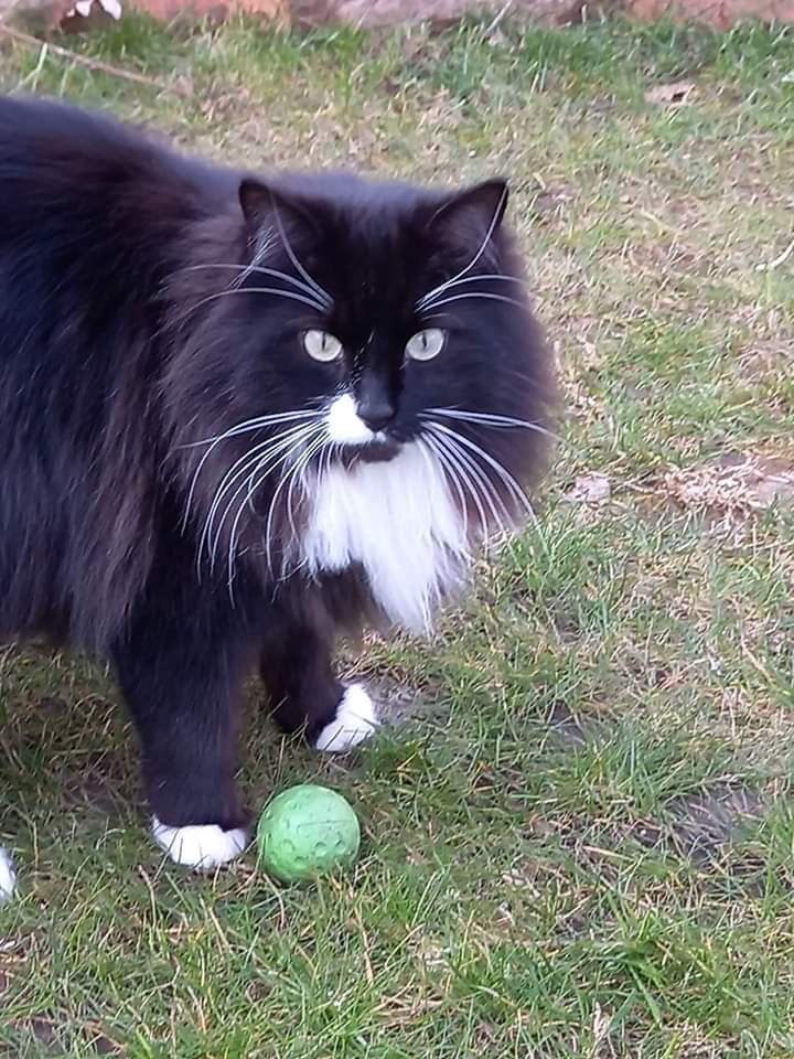 JohnDaffern2's tweet photo. #MISSING B68 8AQ

Can you please look out or Bert. He's not seen since 7am on Thursday morning

Heron Road #B68 8AQ (by Old club house Brandhall #GolfClub) Bert is #chipped and #neutered

Thank you💛 https://t.co/ostnq3SE1i