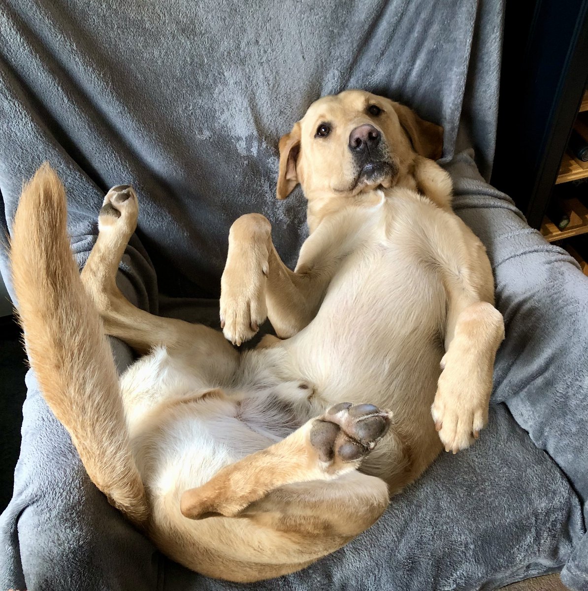 Hector going into Christmas in chilled mode!