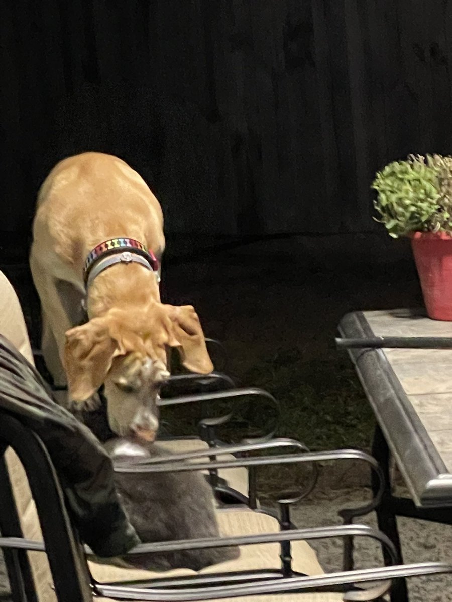 BrownieTurd's tweet photo. Mr Sprinkles has managed to get Penny to free him from the Shop. Penny will jiggle the door until it pops open at his request. #BrainsAndBrawn #MindControlKitty #DoMyBidding #KittyTurd #NobodyPutsKittyInTheCorner https://t.co/l733kYmNZE