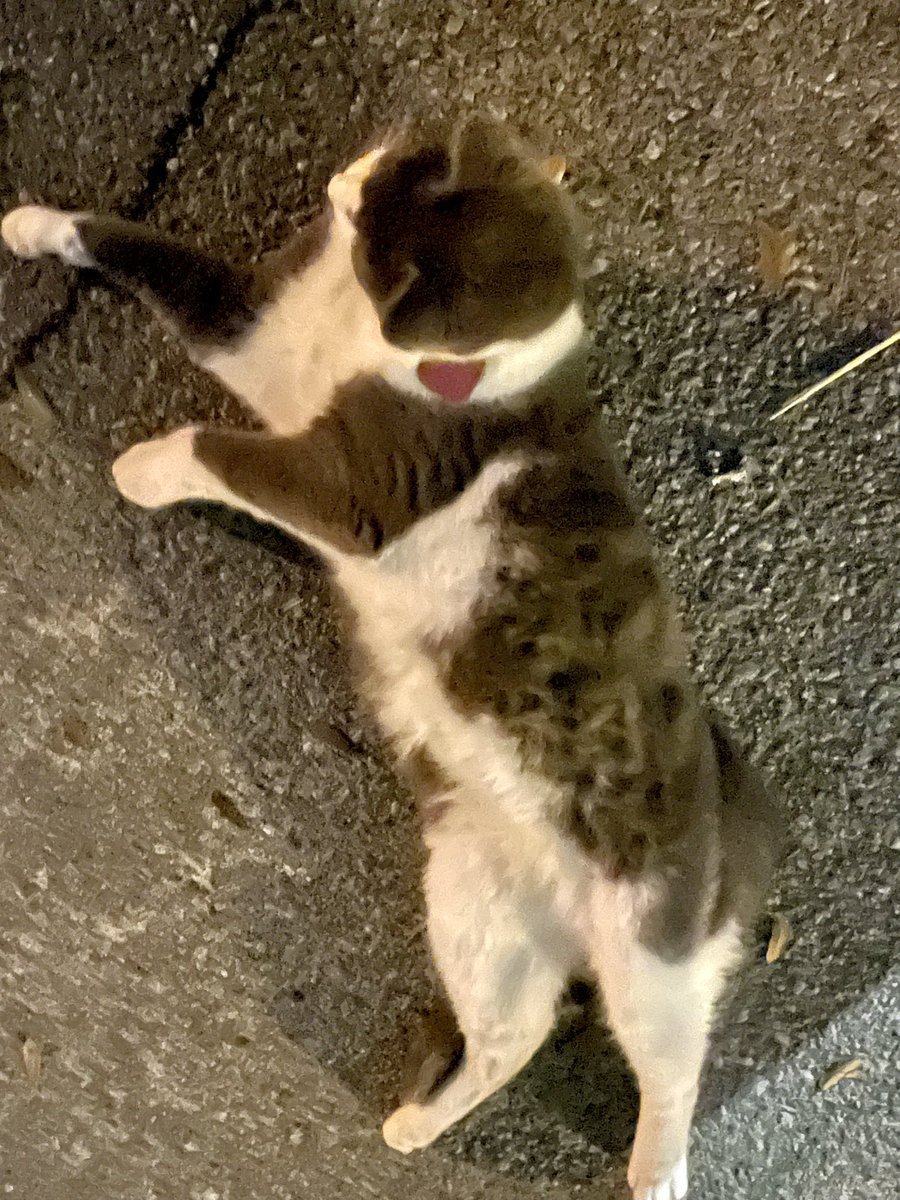 BrownieTurd's tweet photo. Mr Sprinkles has managed to get Penny to free him from the Shop. Penny will jiggle the door until it pops open at his request. #BrainsAndBrawn #MindControlKitty #DoMyBidding #KittyTurd #NobodyPutsKittyInTheCorner https://t.co/l733kYmNZE