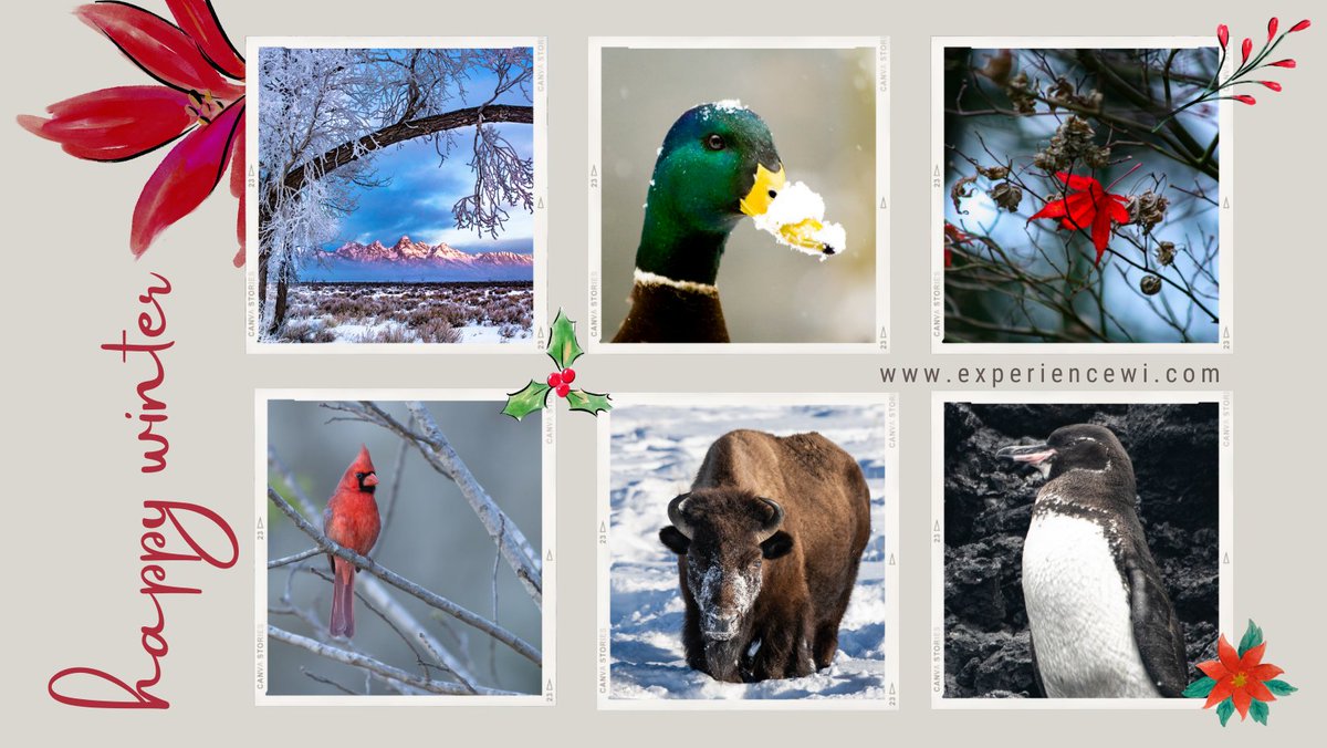 expwildlife's tweet photo. Happy Holidays - https://t.co/REx944Fhlq https://t.co/cOhafWgc6o