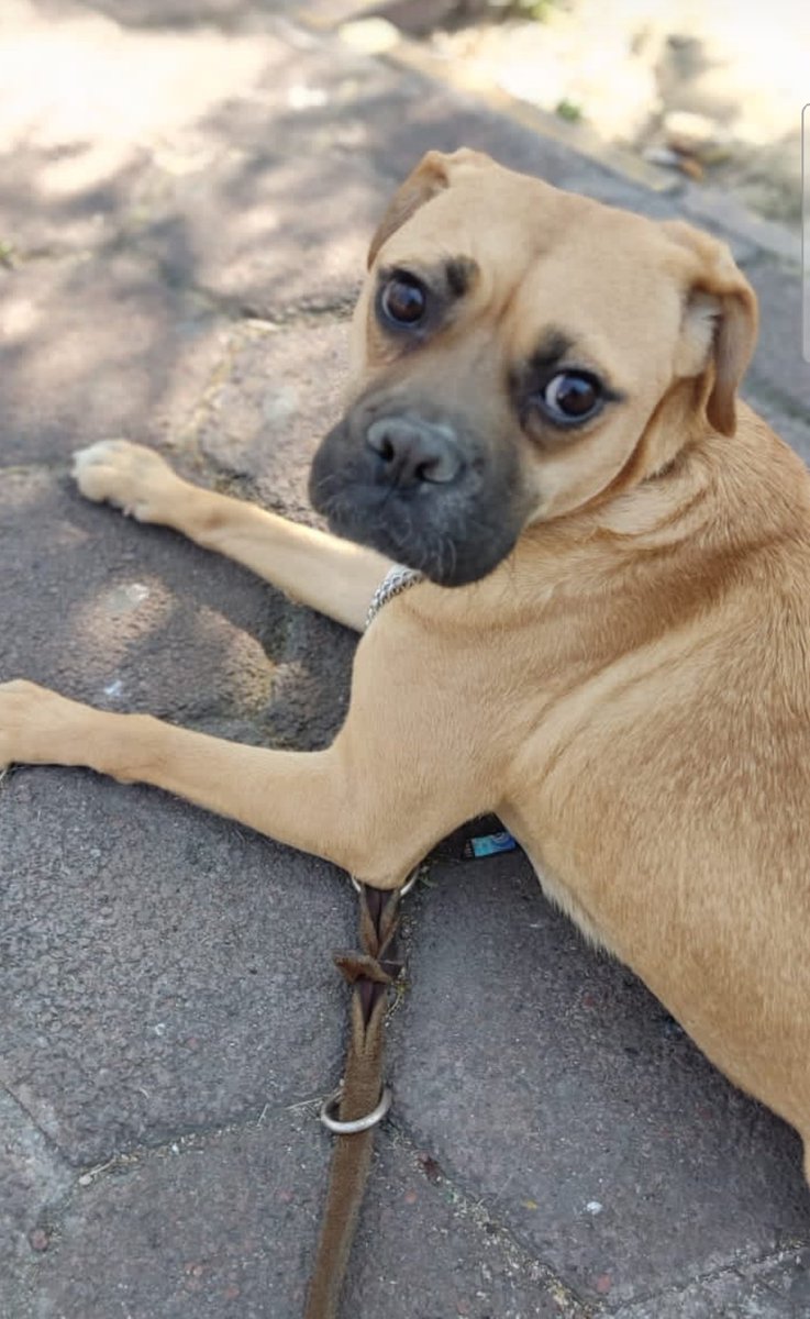 firulaisasalvo's tweet photo. Luisa sigue en adopción, nadie pregunta por ella, más de un año en pensión 😪

Se lleva muy bien con todos, es muy divertida y cariñosa. ¿Me ayudan a encontrarle una casa? 

Miren qué guapa posa para las fotos 😍 https://t.co/e4zlEPFAj3