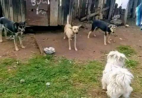 BabaKayai's tweet photo. Mi huskia mother tongue lakini siwezi ongea… https://t.co/CSS0N7zoRf