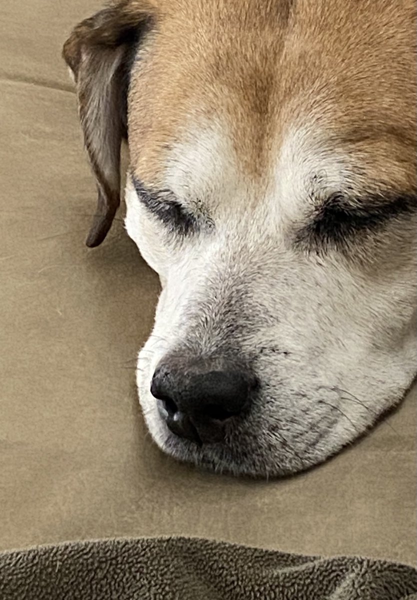 lindajnews's tweet photo. Current mood at my house. #naptime #toocoldtoplayoutside #furniturepass https://t.co/2cA4Lrw6WI