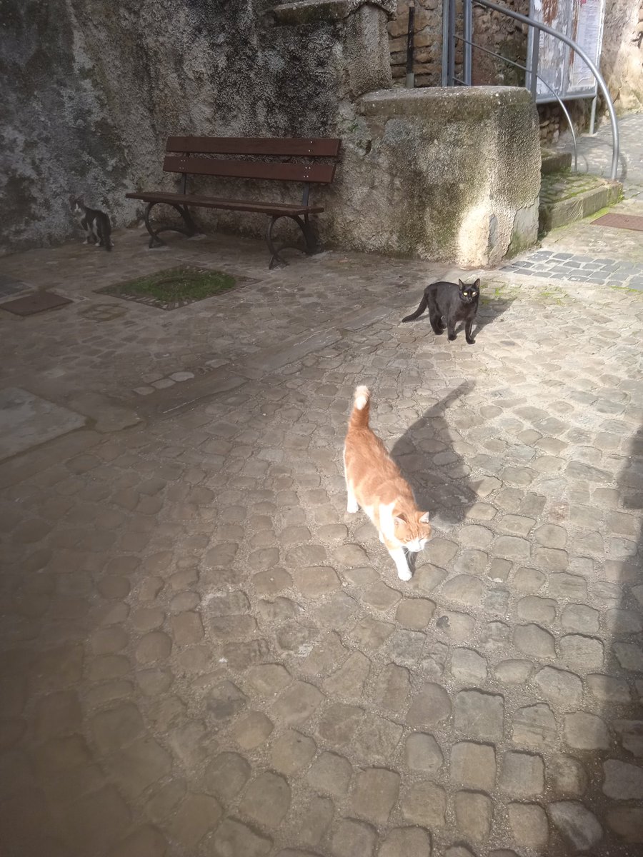 lucananni1010's tweet photo. Amici #micetti #catlovers ๐ปโค๏ธ https://t.co/ipMeMJL7eh