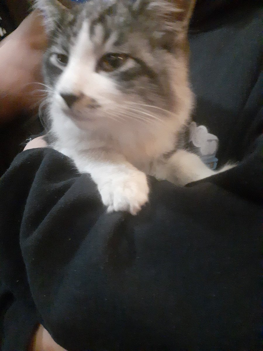 AsianSmoke's tweet photo. 拡散希望！
12月24日1:30頃
神栖市木崎(児玉医院近く)で猫ちゃん保護しました

小柄な長毛のメス猫ちゃんかな？
毛並みもよく人懐っこいので絶対飼い猫です！

一時的に保護しました💦
飼い主さん早く迎えに来てください💦

#神栖 #神栖市 #神栖市木崎 #迷い猫 #拡散希望 #神栖市大野原 #にゃんこ迷子 https://t.co/iDW0z5ULZA