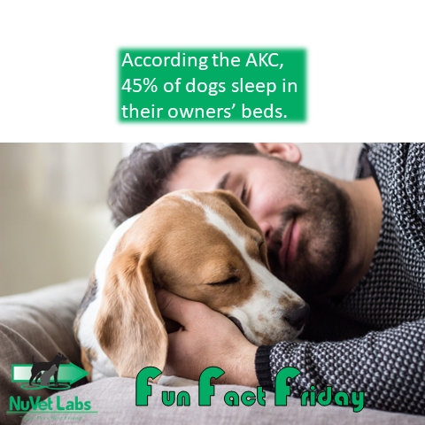 Where does your doggy sleep? #dogcuddles #doglover