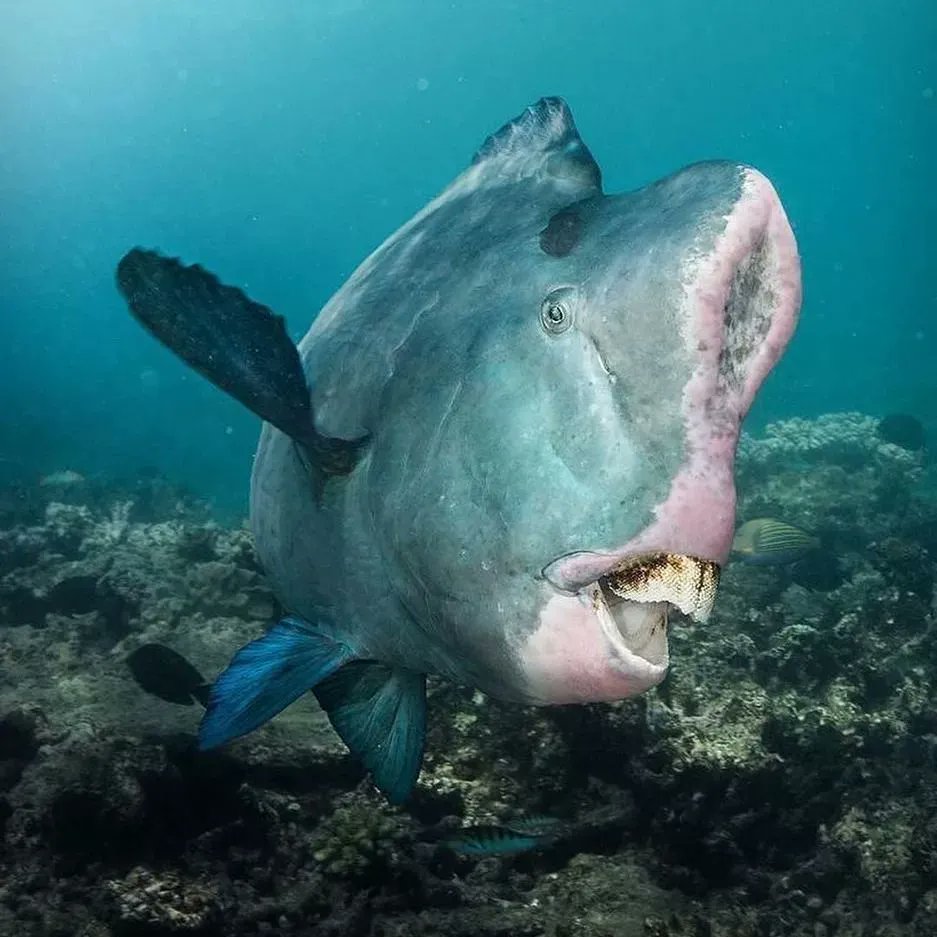DiversDirect's tweet photo. “All I want for Christmas is my two front teeth!”
Photo by: https://t.co/SllZRhUC7I 
#christmas #scubadiving #alliwantforchristmas #merrychristmas #diving #happyholidays #twofrontteeth https://t.co/qI2CFh1Zqx