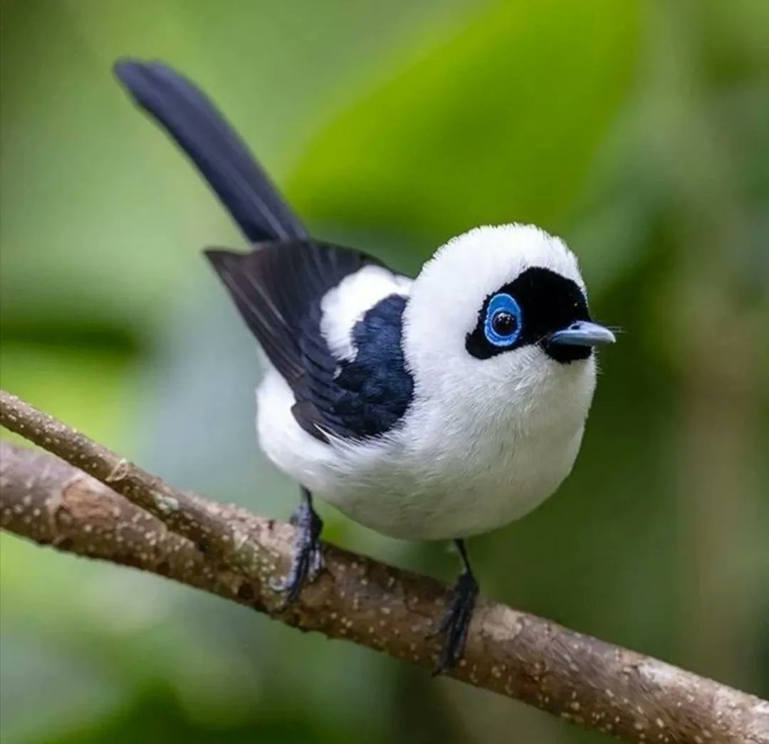 🅾🅾🅻 🅱🅸🆁🅳🆂 on Twitter: 