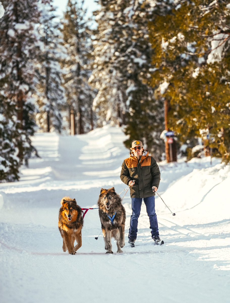 “Running with Wolves” is overrated #skijoring #wolfdog