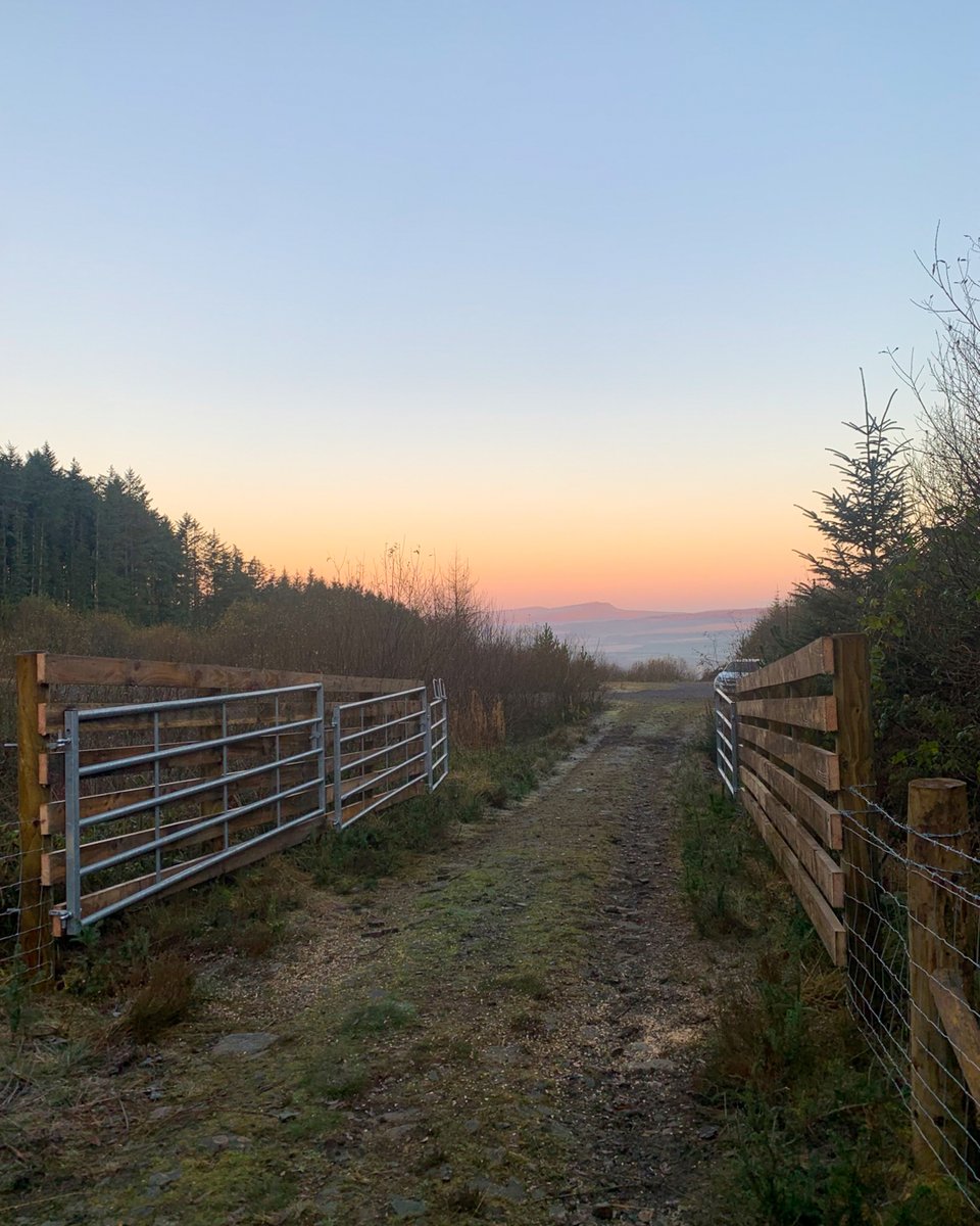 #RhwydweithiauNatur diweddariad y prosiect! Yn Llyn Fach mae contractwyr wedi bod yn gweithio drwy diroedd a thywydd heriol i glirio sbriws Sitca o'r clogwyni a'r llethrau er mwyn atal 'glaw' hadau ar y cynefinoedd pwysig isod. 🌳

@HeritageFundCYM @NewidHinsawdd