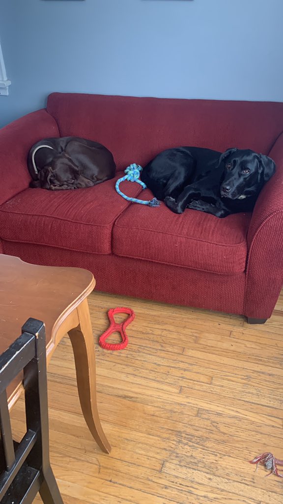 BostonOdel's tweet photo. Sleepy boys https://t.co/yFmHbnnWZ3
