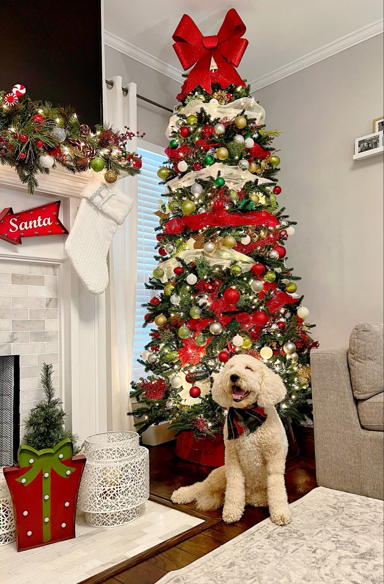 OchsnerDigMed's tweet photo. The Dog Days of Digital Medicine continues! 

Check out these adorable, festive puppies from our team. We hope everyone – and their beloved pooches – has a joyful, merry, and safe holiday break. #HappyHolidays #OchsnerHealth #DigitalMedicine https://t.co/759Dd2kIpk