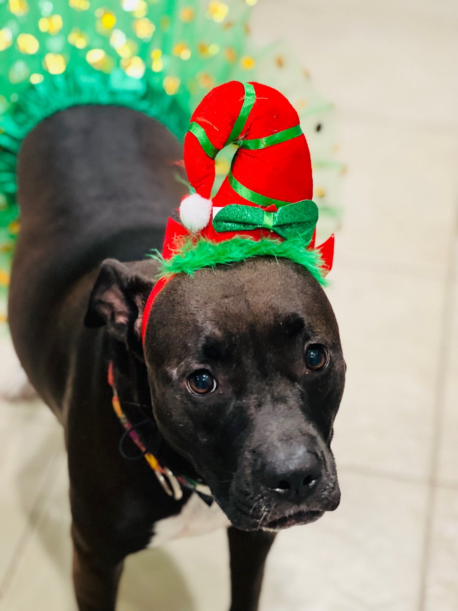 OchsnerDigMed's tweet photo. The Dog Days of Digital Medicine continues! 

Check out these adorable, festive puppies from our team. We hope everyone – and their beloved pooches – has a joyful, merry, and safe holiday break. #HappyHolidays #OchsnerHealth #DigitalMedicine https://t.co/759Dd2kIpk