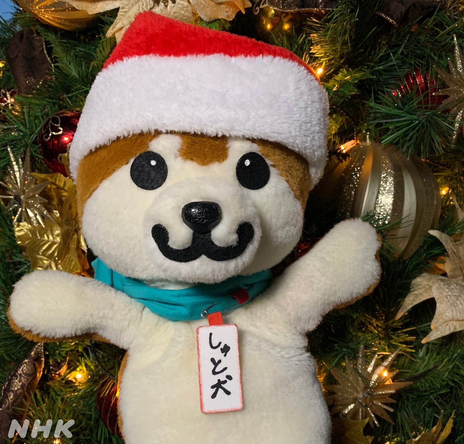 NHKの天気予報でおなじみしゅと犬くんです しゅと犬くんのおうちへようこそ NHK首都圏 リポーター犬紹介