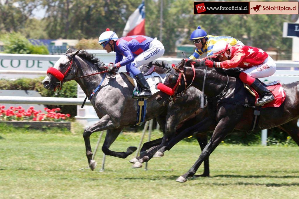 solohipica's tweet photo. MASTER MONEY ganador Clásico "TV TURF MOVIL" 1300m. 23-Diciembre Club Hípico de Santiago. Stud RIGO Preparador RODRIGO SÁNCHEZ Jinete JORGE A. GONZÁLEZ #solohipica #MasterMoney #StudRigo #RodrigoSánchez #JorgeAGonzález #ClubHípicoSantago #FotoOficial #ClásicoTVTurfMovil https://t.co/3zItAfuriP