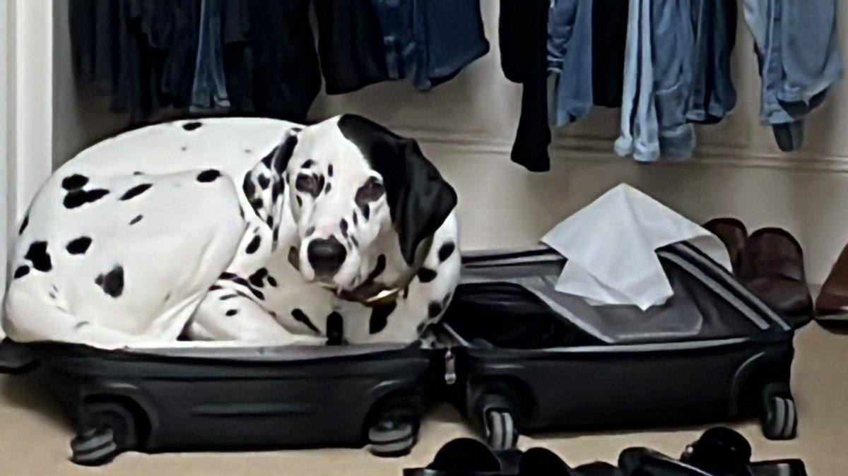 Please take me with you! ❤️#dalmatians