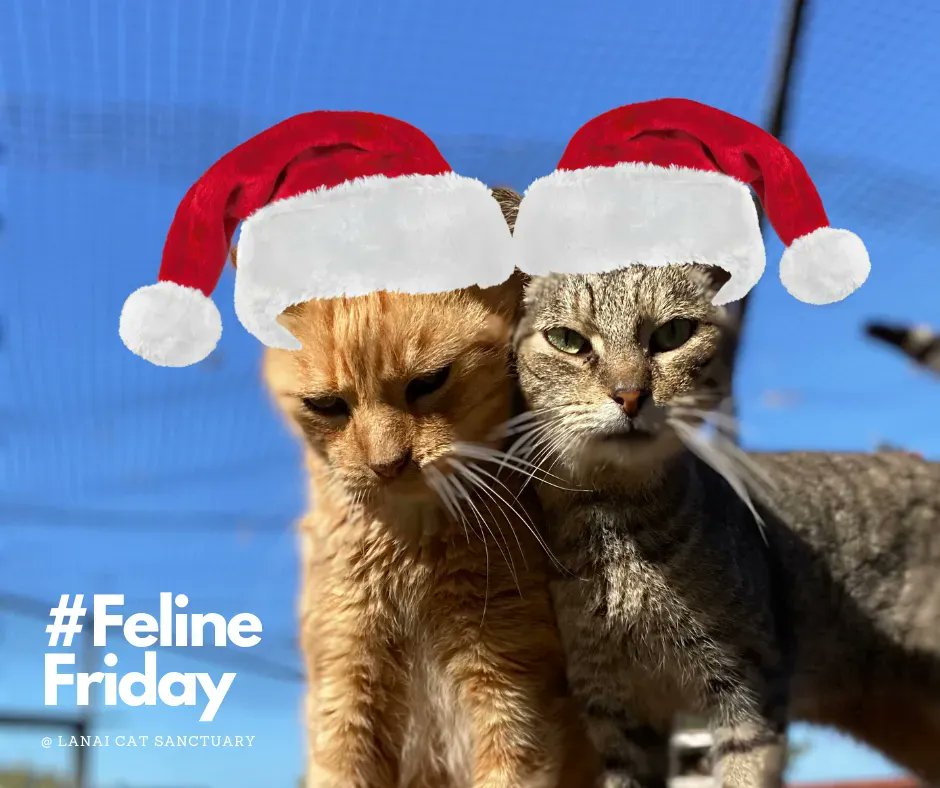 LanaiCats's tweet photo. Simba and Chibi are wishing you an early Christmas eve! We hope your holiday season is merry and bright. We’re always better together. 🎄 ❤️ #visitlanaicatsanctuary #welovecats #kittypurradise #catsfordays #catslove https://t.co/PSEP5QcWSj