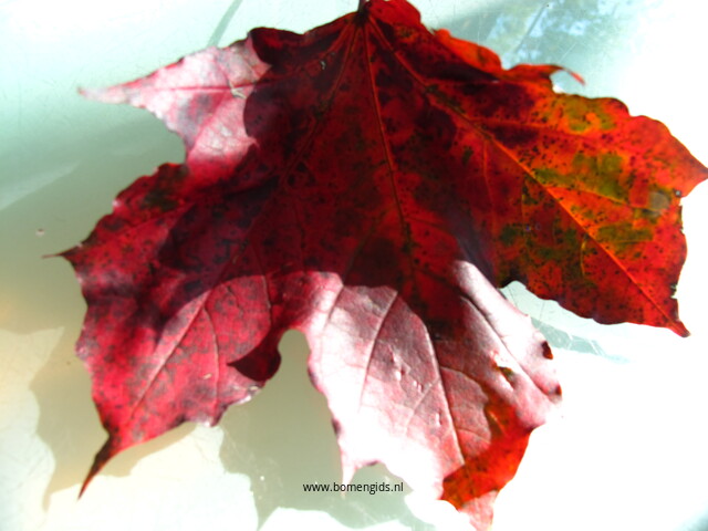 Noorse esdoorn (Acer platanoides), herfst-autumn-herbst-automne-otono bomengids.nl/2022/species/N… bomengids.nl/2022/species/N… #3storybot