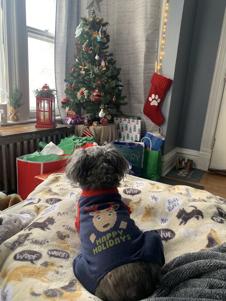 Aussieshell4 tweet media