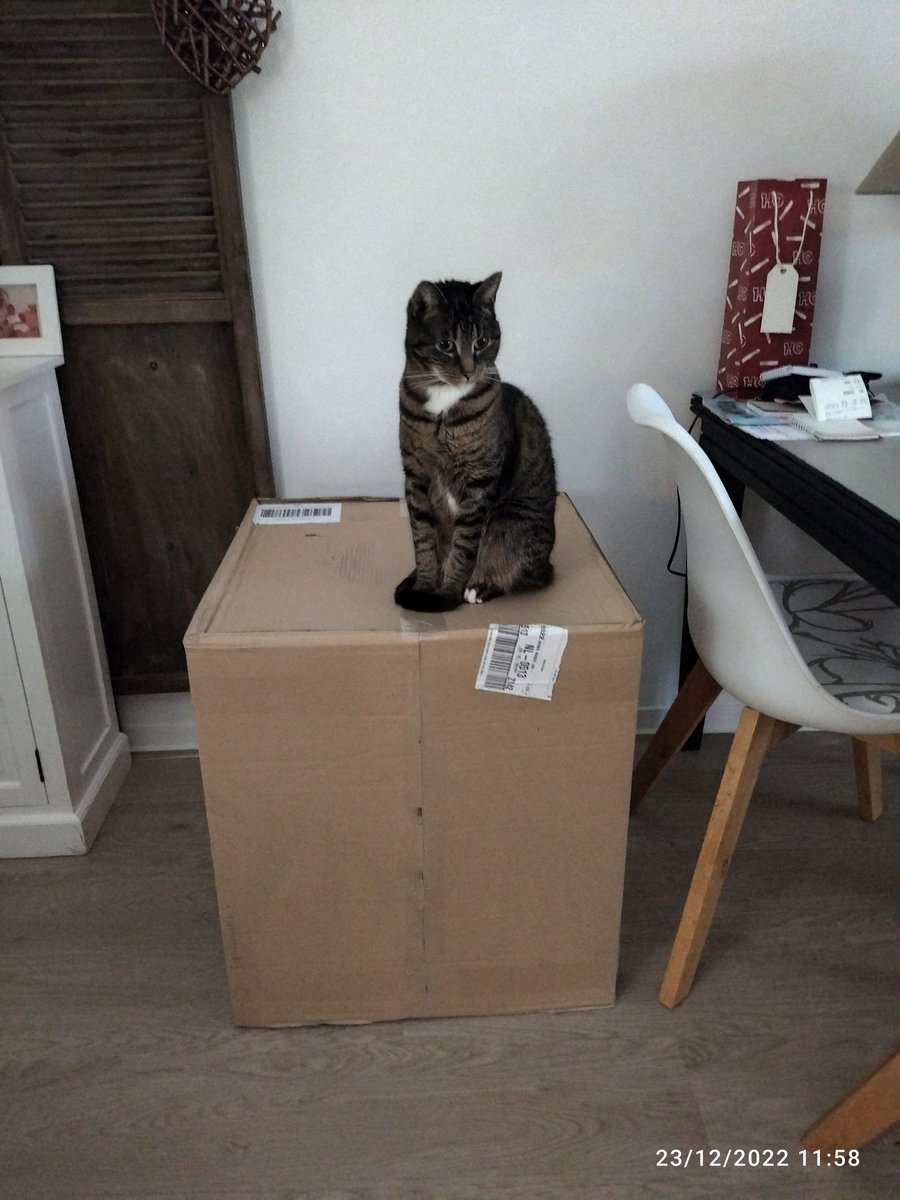 DAndScotl's tweet photo. Well, kuba sitting on the delivered box waiting for it to get opened 😂 https://t.co/86IDi15c9I