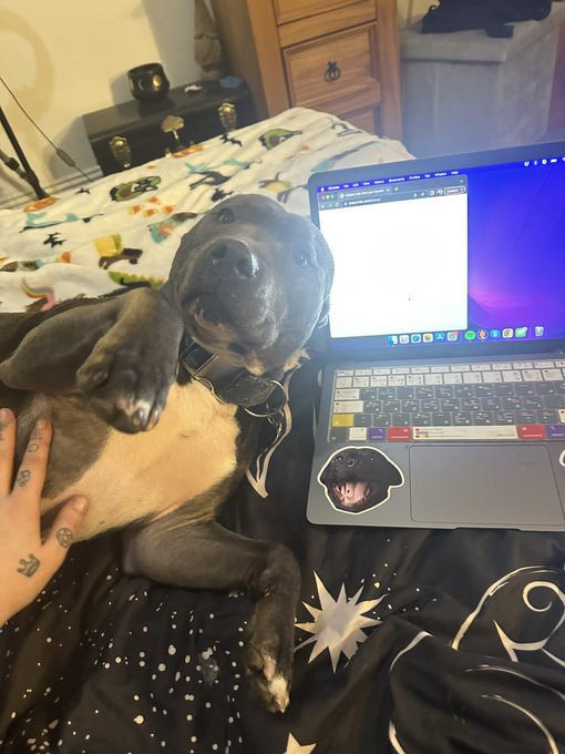 Hunter just wants my attention and for work to stop for Christmas https://t.co/LSFRA3dtOy