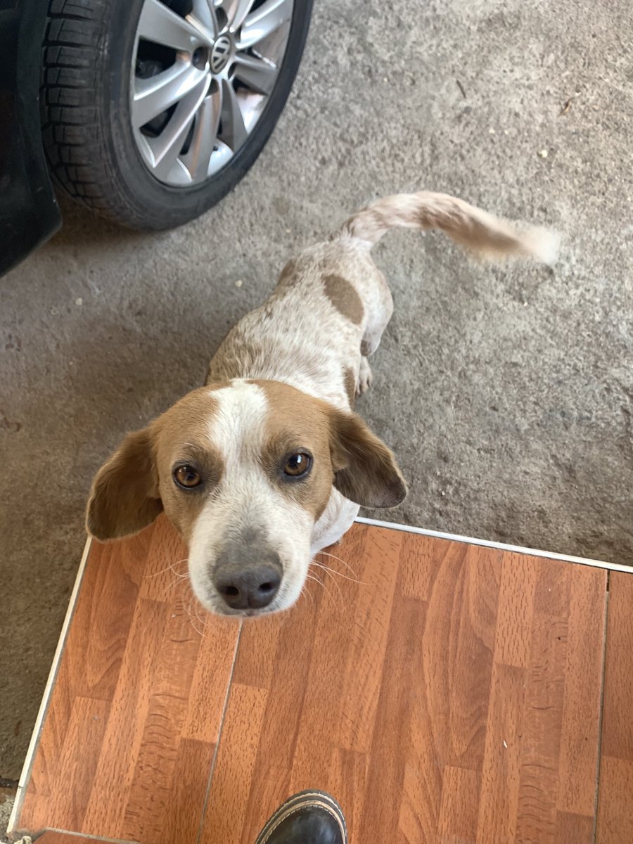 Porfavor compartan ! Se perdió hoy a la mañana en la tormenta es viejito y no conoce las calles 😞😞 se llama Lorenzo cualquier cosa este es mi nro me llaman 3512642992