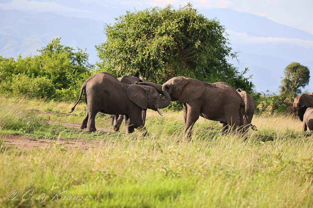 SOASafaris's tweet photo. A little play-sparing to keep up the skills and get in some much needed socialization! Young elephants in Queen Elizabeth National Park, Uganda!
Amazing pic by Cory Krauss!
.
#sightsofafrica #Safari #Africa #africansafari #wildlife #nature #wildlifephoto… https://t.co/nNrE0ffUX9 https://t.co/7zgaoQwxCY