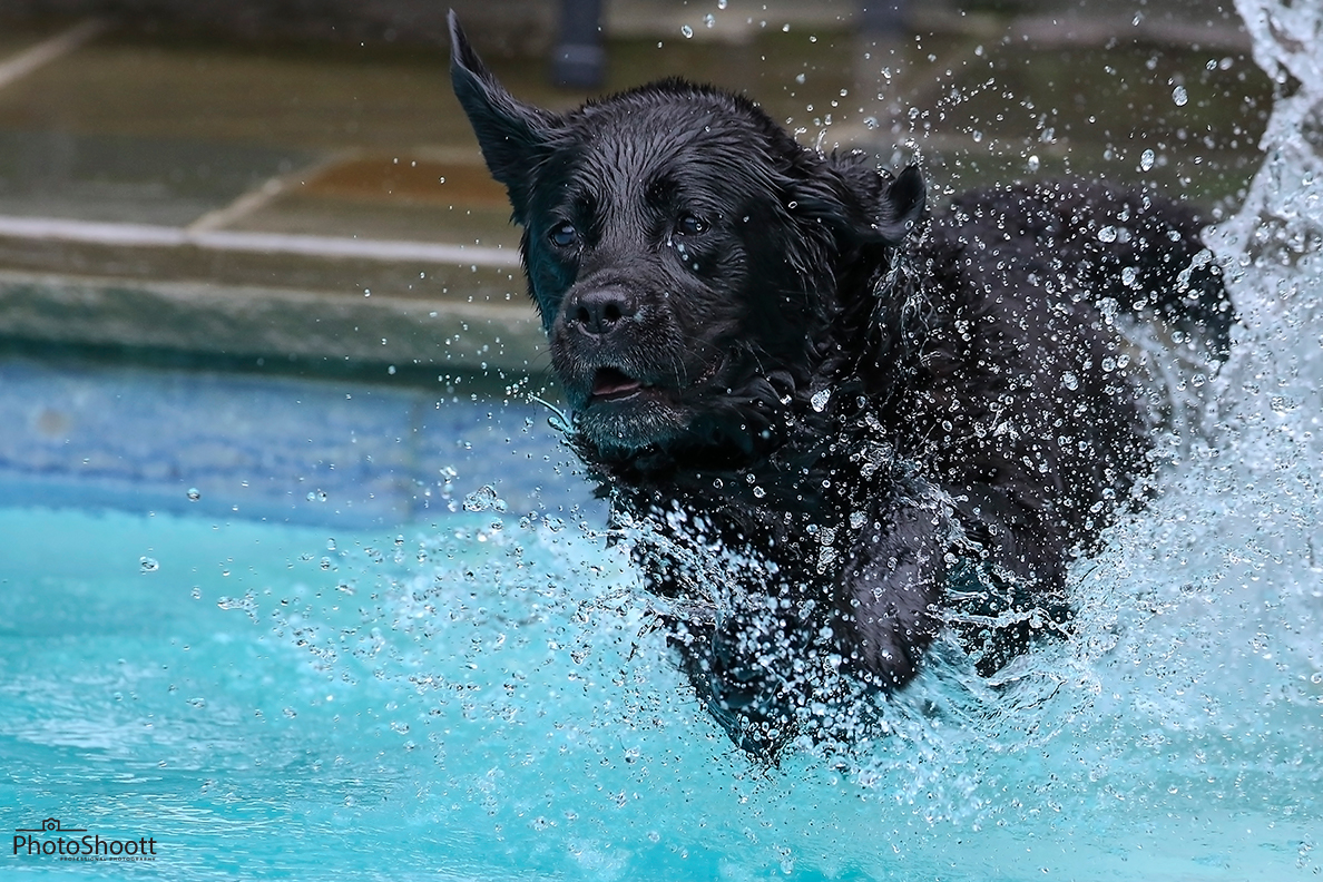 photoshoott2022's tweet photo. Beautiful scene in deed, an 11 year old black lab jumping to get her toy. The most impressive site we have ever seen. 

#petphotography #petphotographer #pets #photographyofpet #newjerseyprofessional #newjerseyphotography #newjerseyphotographer #actionphotography #petsinaction https://t.co/IvEVXdzKk4