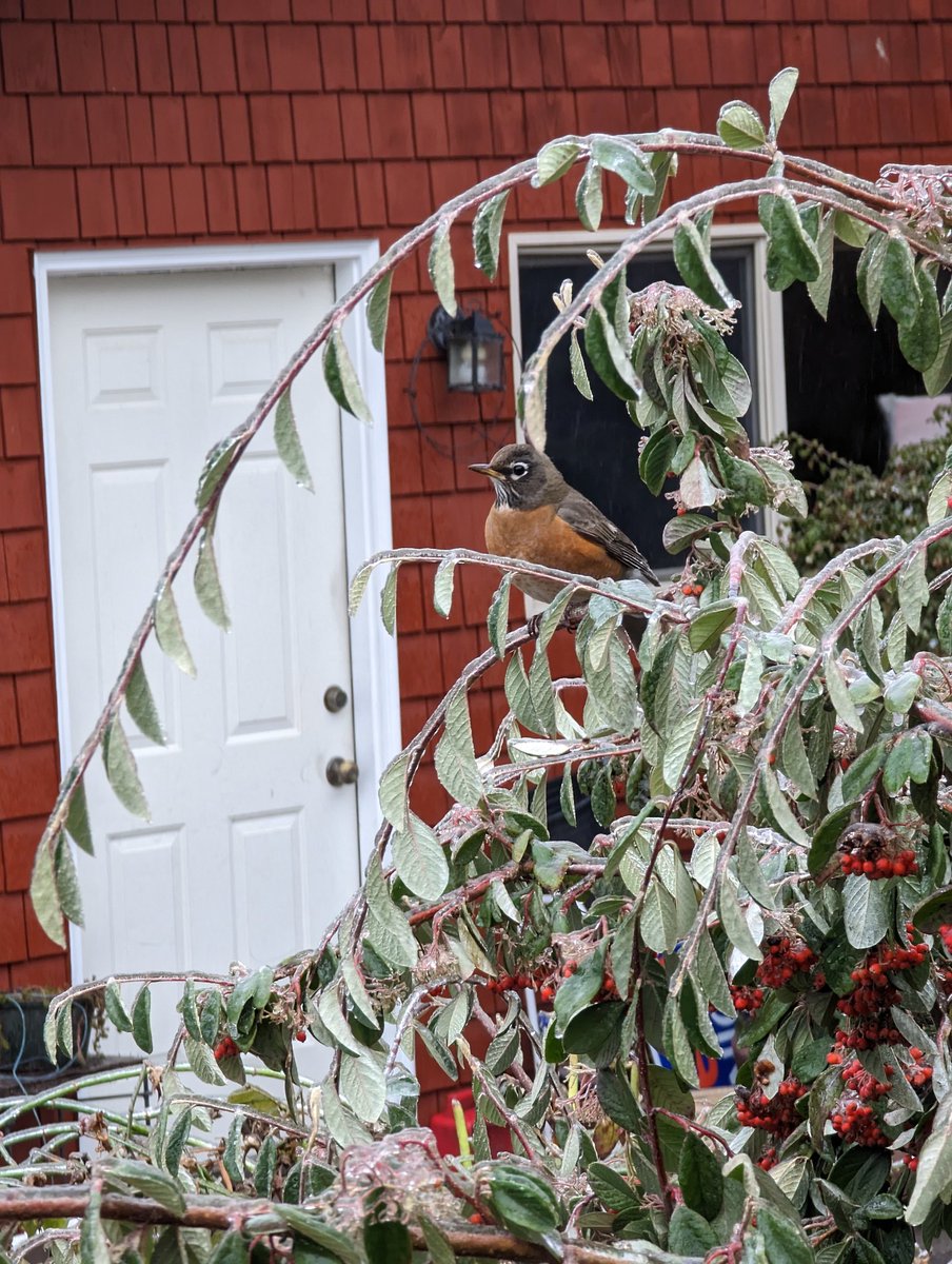 laurschen's tweet photo. @JortsTheCat it's cold, should I let him in?? https://t.co/3CInRM8Rtt